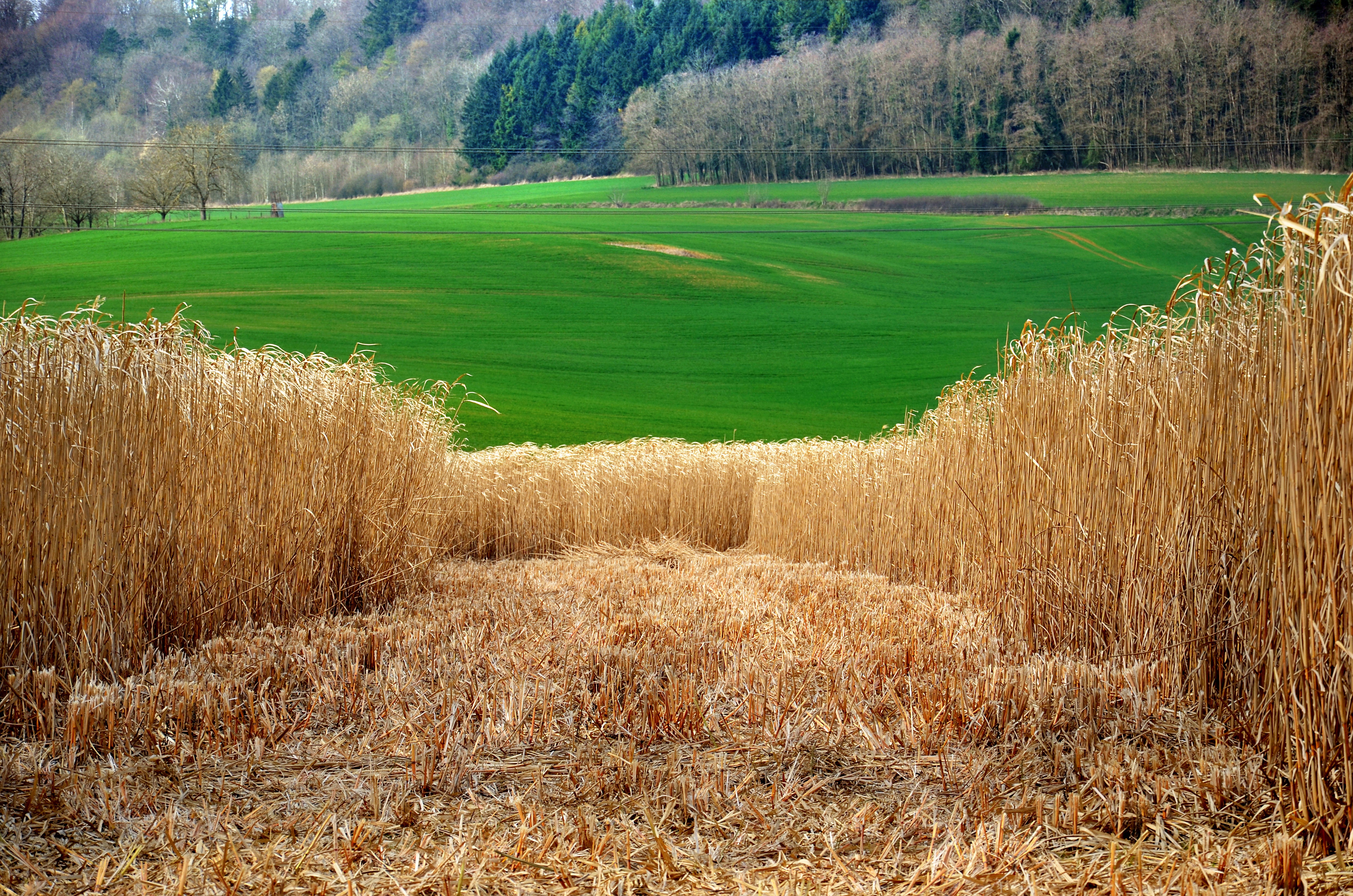 Miscanthus energy grass